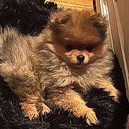 Muzzy joined the competition — help win amazing prizes! animal, black, brown, companion, cozy, cushion, cute, dog, domestic, fluffy, furniture, furry, indoor, pet, pomeranian, puppy, relaxed, resting, small_dog, wood_floor