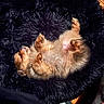 Muzzy is registered to the contest to win money with this photo: animal, bed, black_bed, cozy, cute, dog, fluffy, fur, indoor, nap, paw, pet, puppy, relaxing, resting, sleeping, small_dog, soft, sunlight, wood_floor
