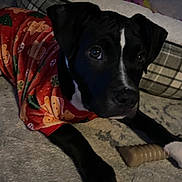 Luna is registered to the contest to win money with this photo: dog, black_dog, white_markings, holiday_sweater, gingerbread_men, chew_toy, carpet, pet_bed, indoor, cozy, laying_down, animal, cute, festive, paw, pet, fur, domestic_animal, looking, relaxed