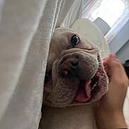 Sky is registered to the contest to win money with this photo: dog, close_up, tongue_out, blanket, hand, petting, indoor, window, light, white, cute, playful, face, animal, fur, nose, cheek, expression, comfort, cozy