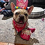 Sky is registered to the contest to win money with this photo: dog, french_bulldog, birthday, crown, bandana, toy, indoor, carpet, wood_floor, people, sitting, happy, celebration, pet, cute, animal, household, plush_toy, party, smiling