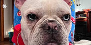 Sky joined the competition — help win amazing prizes! dog, french_bulldog, close_up, red_hoodie, chain, pet, indoor, blanket, cute, portrait, animal, ears, face, nose, paw, furniture, home, person, decor, living_room
