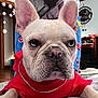 dog, french_bulldog, close_up, red_hoodie, chain, pet, indoor, blanket, cute, portrait, animal, ears, face, nose, paw, furniture, home, person, decor, living_room