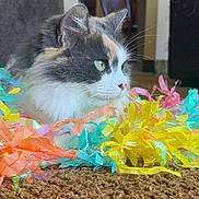 Misa is registered to the contest to win money with this photo: cat, calico_cat, longhair_cat, pet, indoor, carpet, colorful_streamers, festive, whiskers, green_eyes, close_up, portrait, fluffy_fur, relaxed, playful, decorations, floor, home_interior, bright_colors, paws