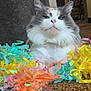 Misa is registered to the contest to win money with this photo: cat, feline, long_hair, calico, pet, portrait, close_up, whiskers, pink_nose, ears, fur, indoor, carpet, colorful, confetti, ribbon, playful, relaxed, sitting, charming