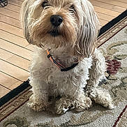 Gigi is registered to the contest to win money with this photo: animal, carpet, collar, companion, curious, curly_hair, cute, dog, domestic, fur, furry, home, indoor, looking, mammal, pet, portrait, sitting, small_dog, wood_floor