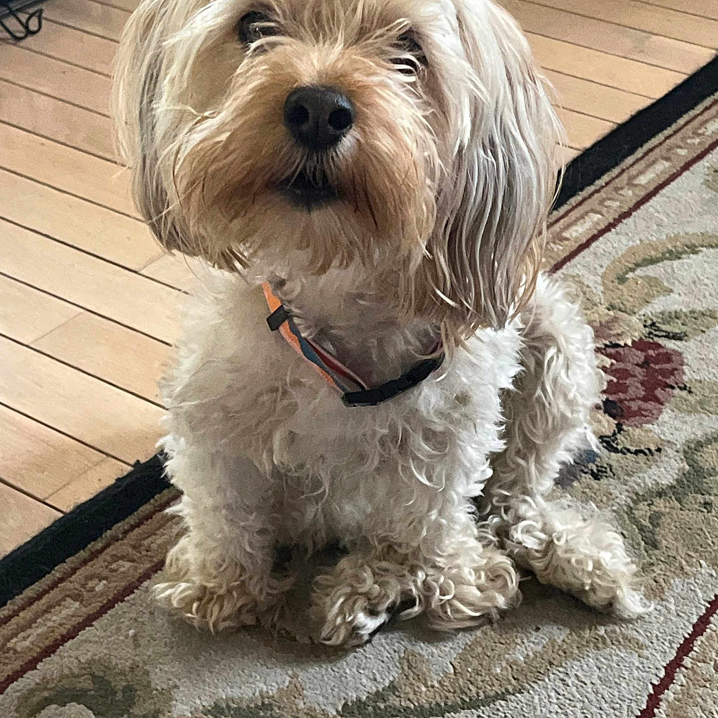 Gigi