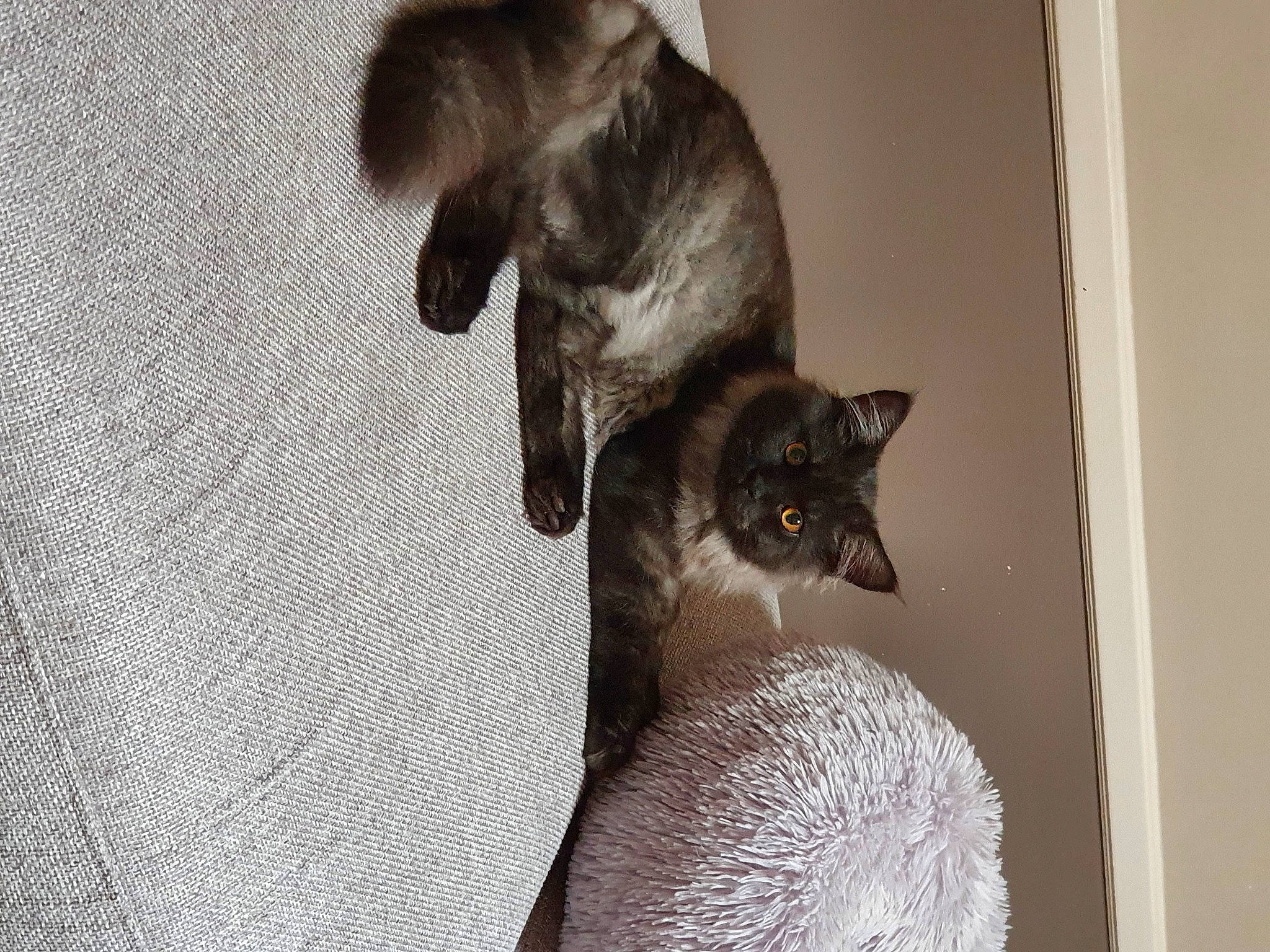 Roket a rejoint le concours — aidez-le/la à gagner de superbes lots ! asian, balinese, burmese, carnivore, cat, domestic_short_haired_cat, ear, fawn, felidae, fur, mammal, siamese, small_to_medium_sized_cats, tail, thai, tonkinese, whiskers