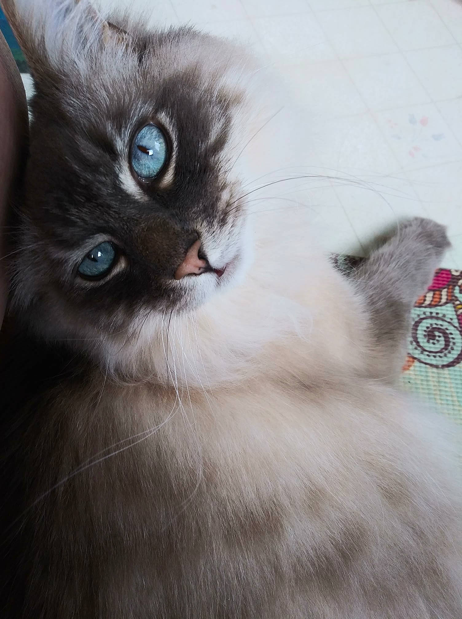 Dust Bunny joined the competition — help win amazing prizes! balinese, birman, carnivore, cat, domestic_short_haired_cat, ear, eyelash, fawn, felidae, fur, paw, ragdoll, siamese, small_to_medium_sized_cats, snout, tail, terrestrial_animal, thai, tonkinese, whiskers