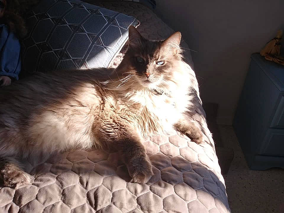 Dust Bunny is registered to the contest to win money with this photo: bedding, carnivore, cat, cloud, comfort, couch, darkness, domestic_short_haired_cat, fawn, felidae, fur, grey, linens, small_to_medium_sized_cats, snout, tail, textile, tints_and_shades, whiskers, wood