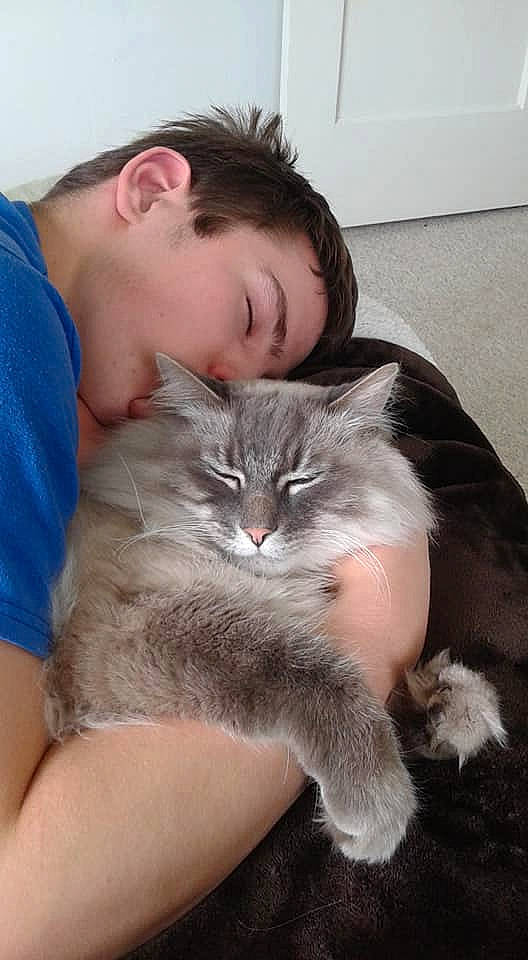 Dust Bunny joined the competition — help win amazing prizes! carnivore, cat, claw, comfort, domestic_short_haired_cat, ear, fawn, felidae, fur, gesture, lap, mammal, paw, small_to_medium_sized_cats, snout, t_shirt, tail, thigh, vertebrate, whiskers