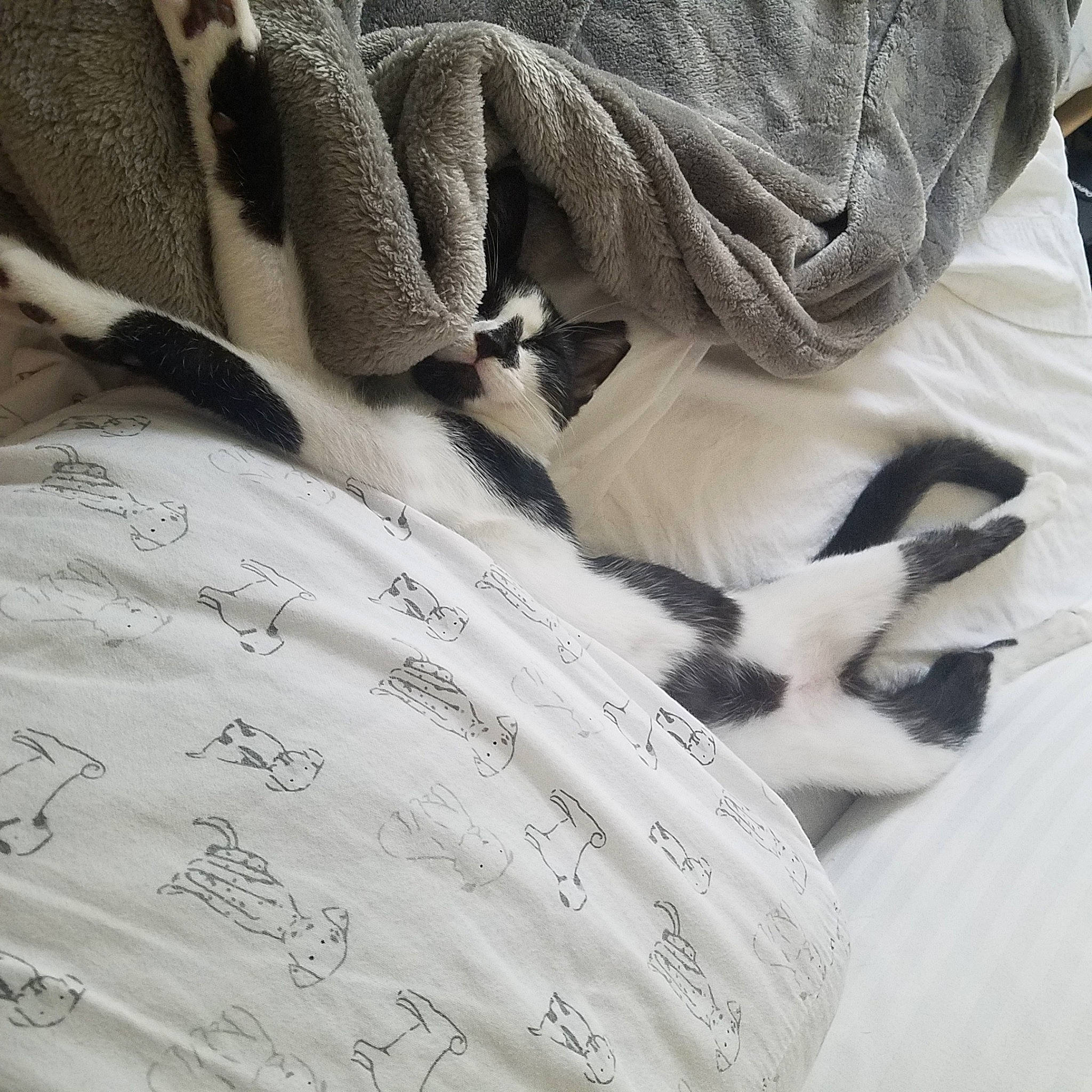 Felix joined the competition — help win amazing prizes! bed_sheet, bedding, carmine, carnivore, cat, comfort, domestic_short_haired_cat, felidae, fur, grey, human_leg, linens, pattern, paw, sleeve, small_to_medium_sized_cats, tail, textile, whiskers, wood