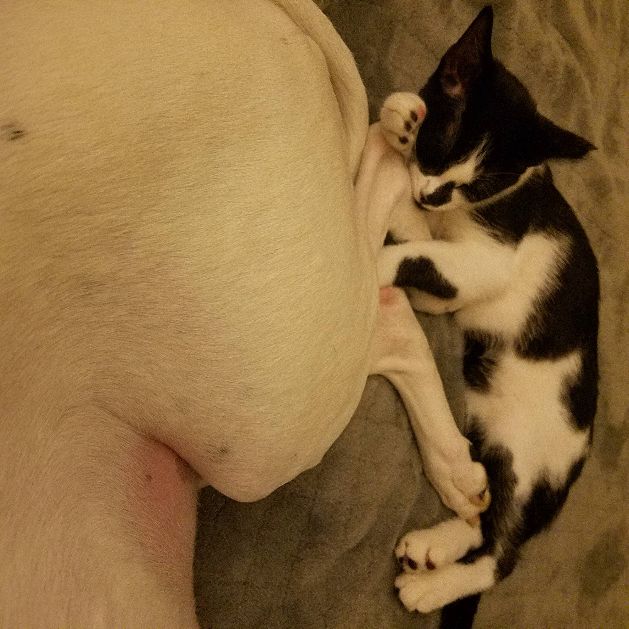 Felix joined the competition — help win amazing prizes! canidae, carnivore, cat, comfort, companion_dog, dog_breed, domestic_short_haired_cat, fawn, felidae, fur, human_leg, leg, nap, paw, small_to_medium_sized_cats, snout, sporting_group, tail, thigh, whiskers