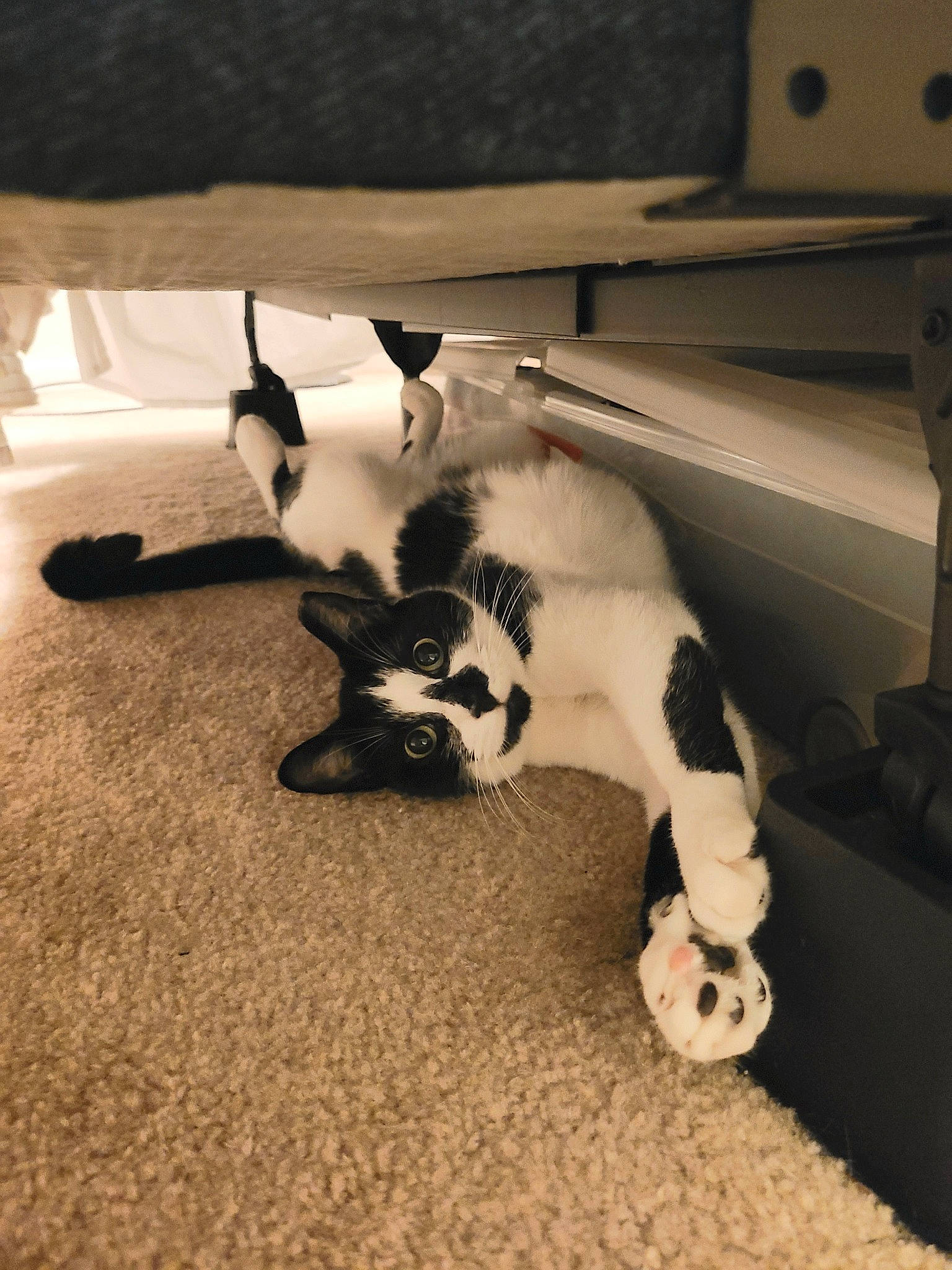 Felix is registered to the contest to win money with this photo: carnivore, cat, cloud, comfort, companion_dog, dog_breed, domestic_short_haired_cat, felidae, floor, flooring, fur, hardwood, paw, room, sky, small_to_medium_sized_cats, snout, tail, whiskers, wood