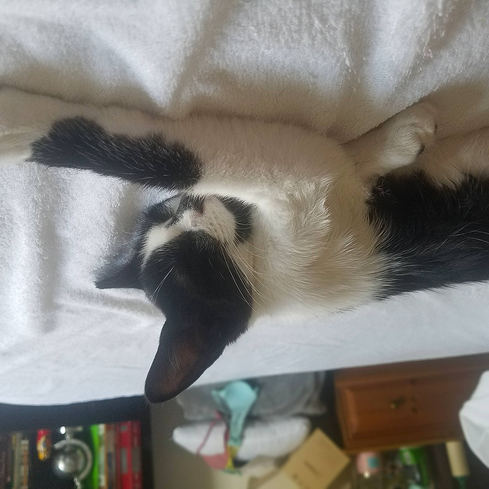 Felix is registered to the contest to win money with this photo: carnivore, cat, cat_supply, claw, comfort, dog_breed, domestic_short_haired_cat, fawn, felidae, foot, fur, nap, paw, siamese, small_to_medium_sized_cats, snout, sporting_group, tail, terrestrial_animal, whiskers