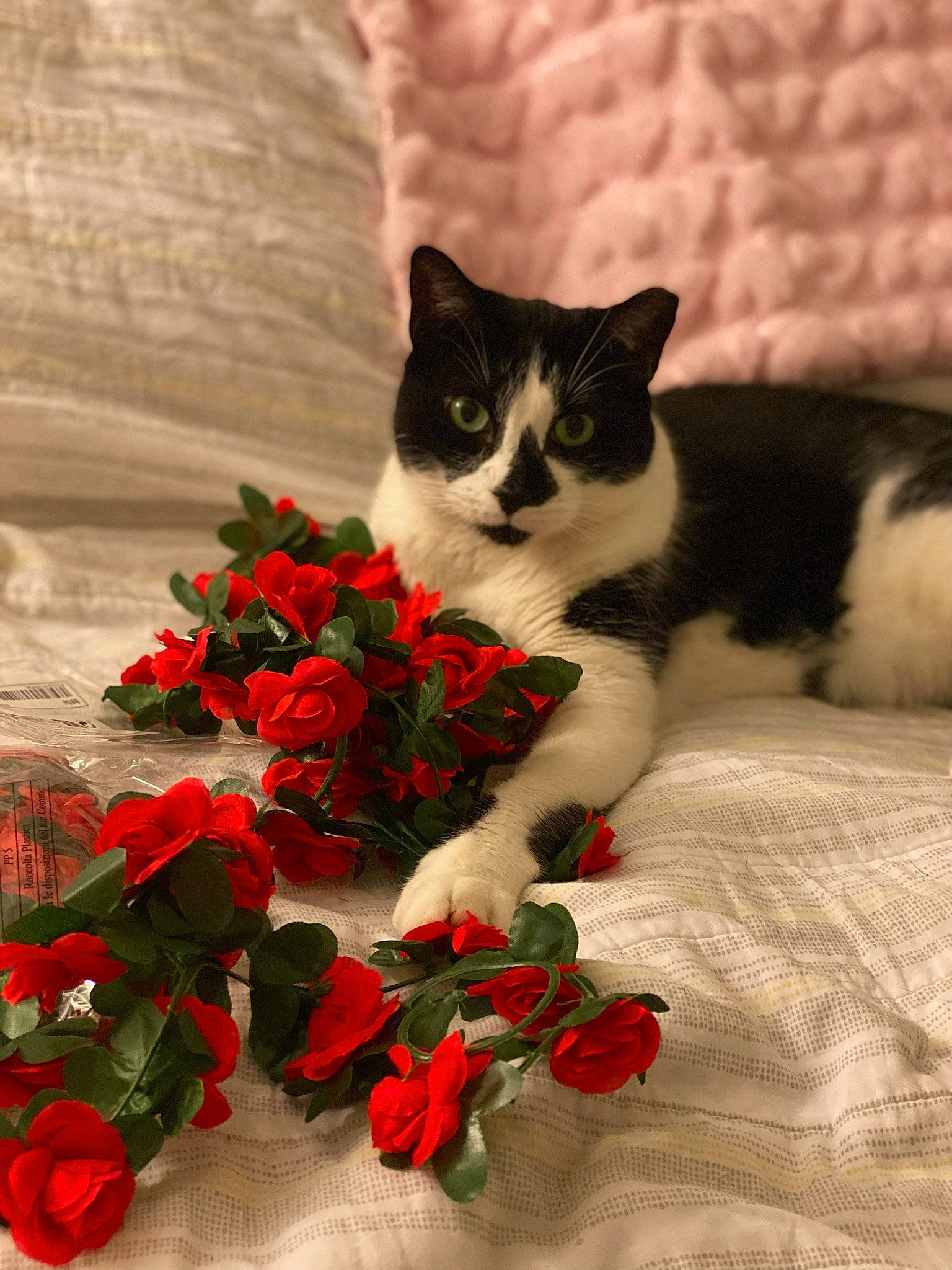 Felix joined the competition — help win amazing prizes! annual_plant, artificial_flower, carmine, carnivore, cat, cut_flowers, domestic_short_haired_cat, felidae, flower, flower_arranging, flowering_plant, herbaceous_plant, petal, plant, rose, rose_family, small_to_medium_sized_cats, tail, whiskers, window