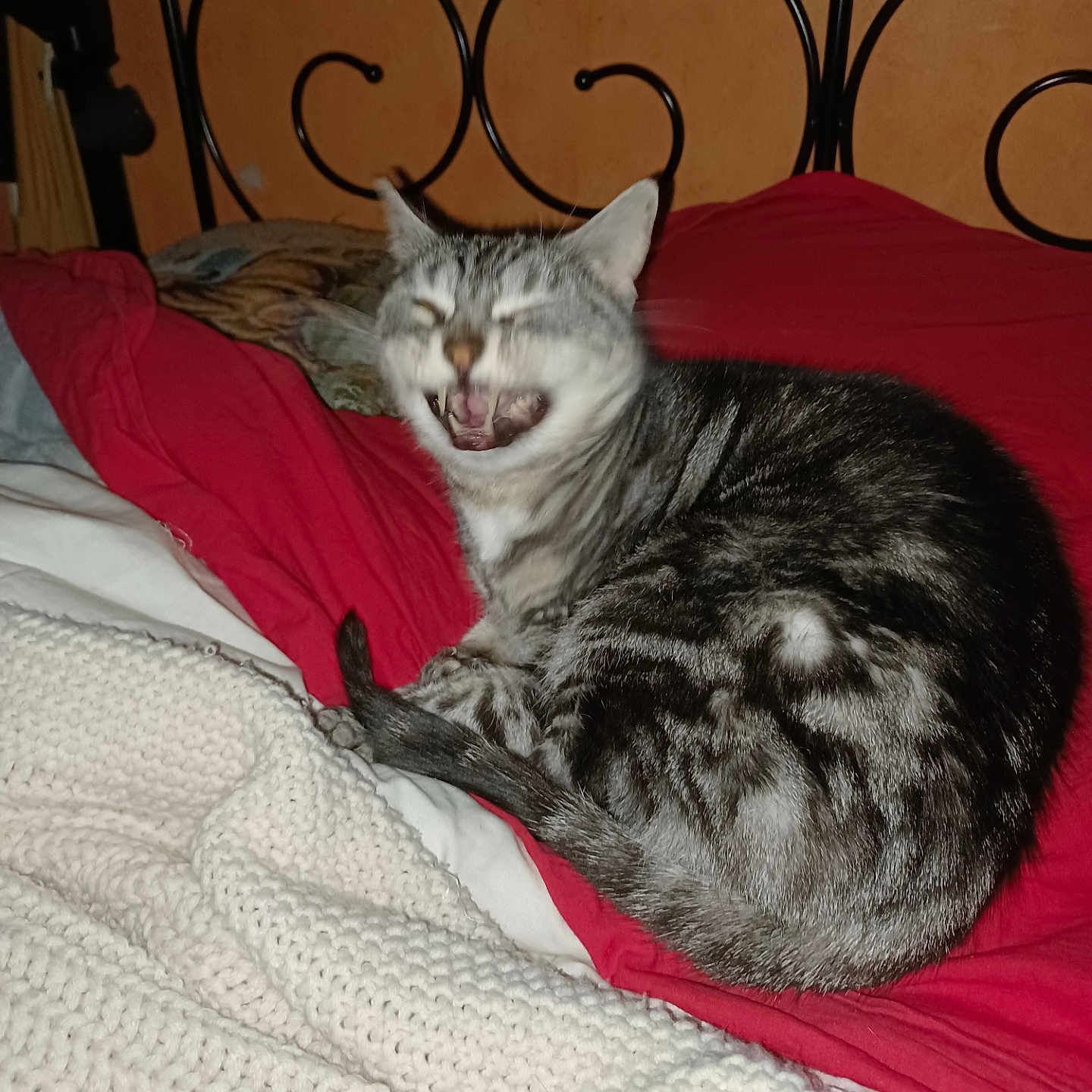 Moumoune a rejoint le concours — aidez-le/la à gagner de superbes lots ! abyssinian, animal, bed, bedroom, blanket, cat, couch, cushion, furniture, homedecor, indoors, kitten, linen, manx, person, pet, quilt, room, siamese, sleeping