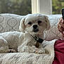 Lulu is registered to the contest to win money with this photo: animal, blanket, bodypart, canine, couch, dog, electronics, finger, furniture, hand, homedecor, linen, mobilephone, person, pet, phone, poodle, puppy, terrier, whitedog
