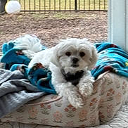 Lulu is registered to the contest to win money with this photo: animal, ball, blanket, canine, couch, dog, football, furniture, homedecor, pet, poodle, puppy, soccer, soccerball, sphere, sport, tennis, tennisball, terrier, whitedog