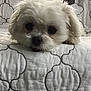 Lulu is registered to the contest to win money with this photo: animal, bed, bedroom, blanket, canine, couch, cushion, dog, eskimodog, furniture, homedecor, indoors, pet, poodle, puppy, quilt, room, terrier, white, whitedog