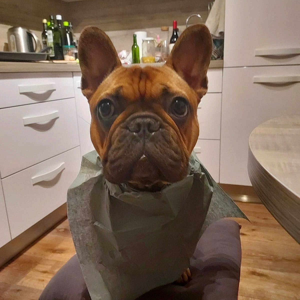 Taiga participe au concours pour gagner de l'argent avec cette photo : animal, architecture, boxer, bulldog, canine, chair, dog, frenchbulldog, furniture, hardwood, indoors, interiordesign, kitchen, pet, pitbull, plant, pottedplant, puppy, stainedwood, wood