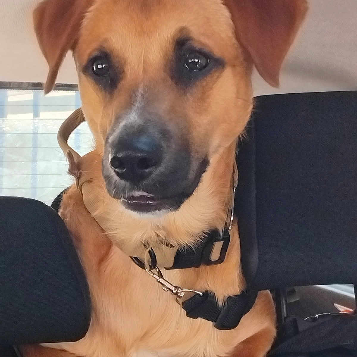 Vito