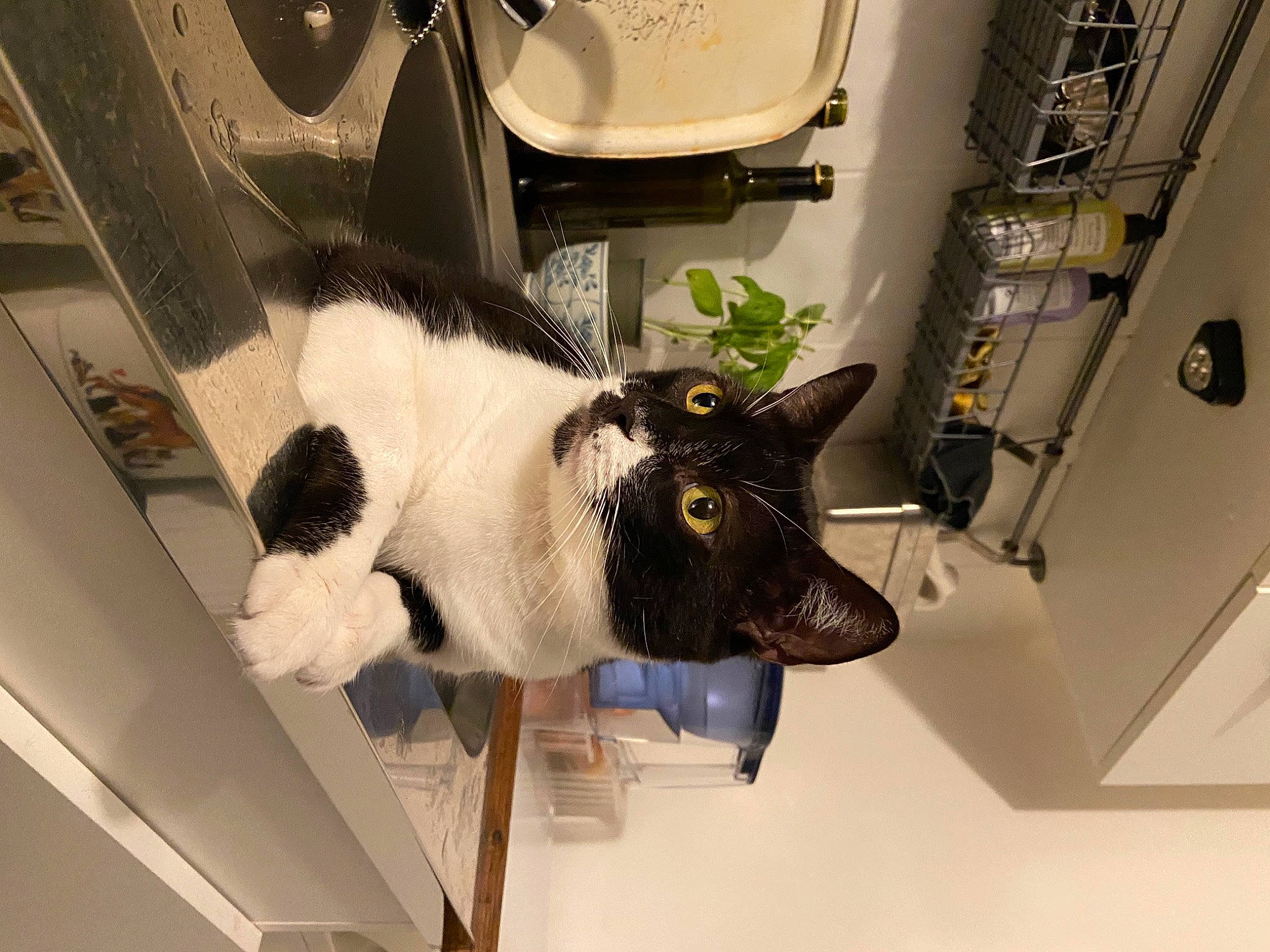 Moustache participe au concours pour gagner de l'argent avec cette photo : automotive_design, carnivore, cat, comfort, dog_breed, domestic_short_haired_cat, felidae, flooring, fur, mammal, plant, room, small_to_medium_sized_cats, snout, tail, whiskers, window