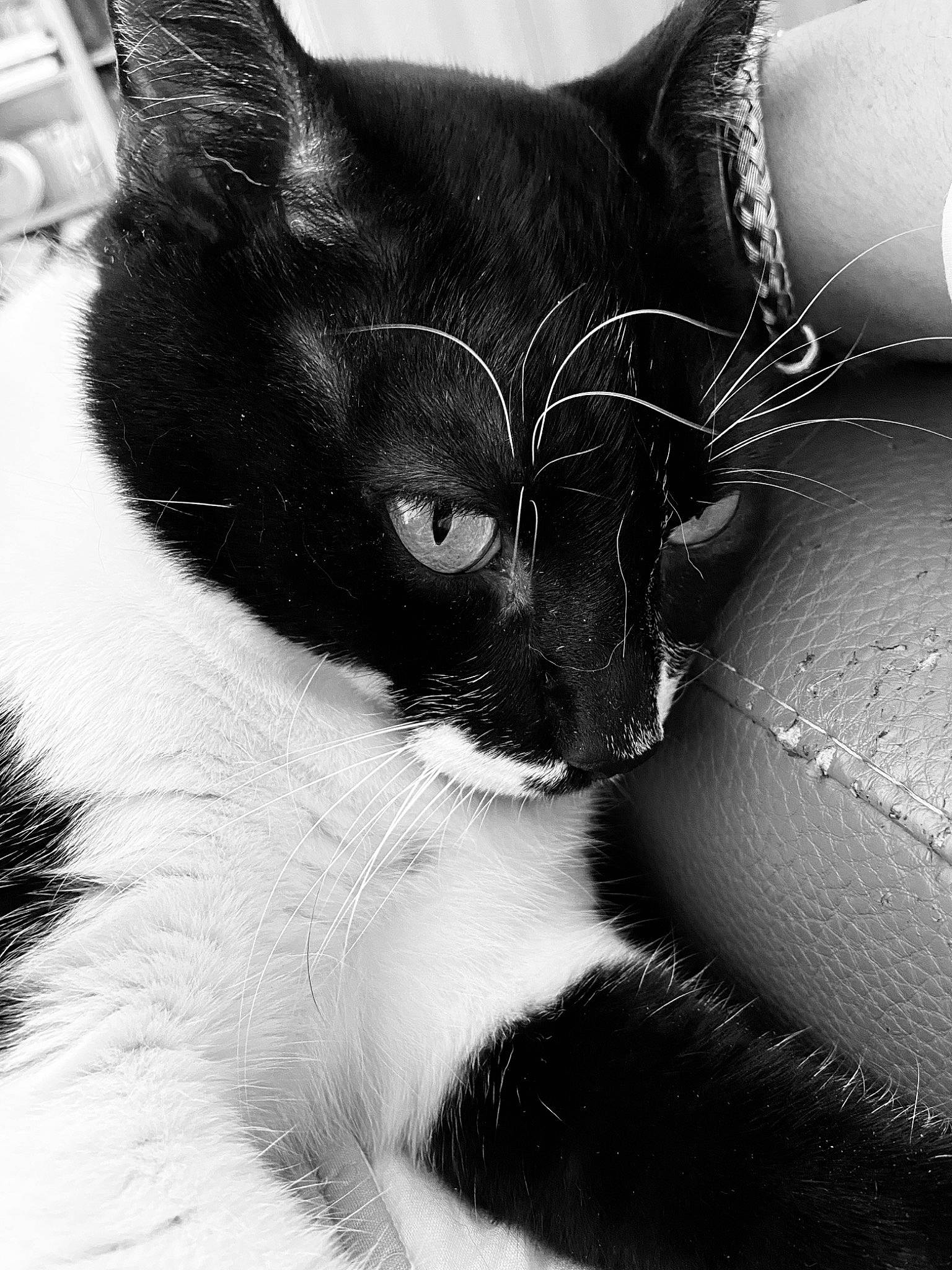 Moustache a rejoint le concours — aidez-le/la à gagner de superbes lots ! black_and_white, black_cat, carnivore, cat, domestic_short_haired_cat, eye, felidae, fur, head, monochrome, monochrome_photography, paw, small_to_medium_sized_cats, snout, stock_photography, style, tail, terrestrial_animal, whiskers, window