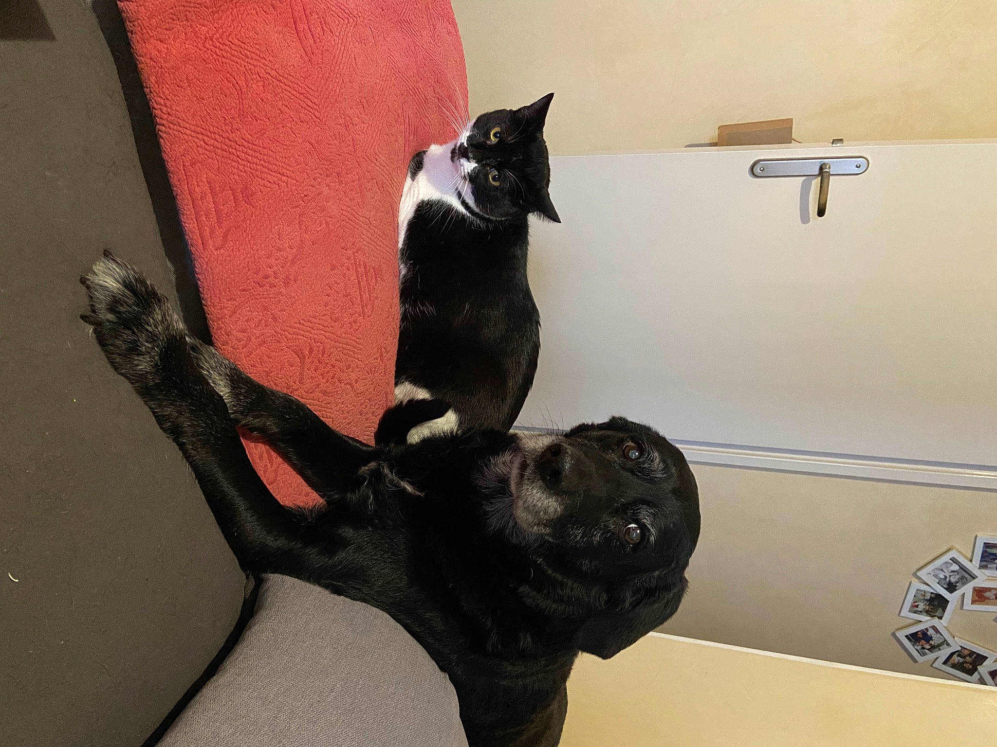 Moustache participe au concours pour gagner de l'argent avec cette photo : art, canidae, carmine, carnivore, cat, comfort, felidae, fur, hardwood, metal, room, sculpture, small_to_medium_sized_cats, snout, sporting_group, statue, tail, visual_arts, whiskers, wood