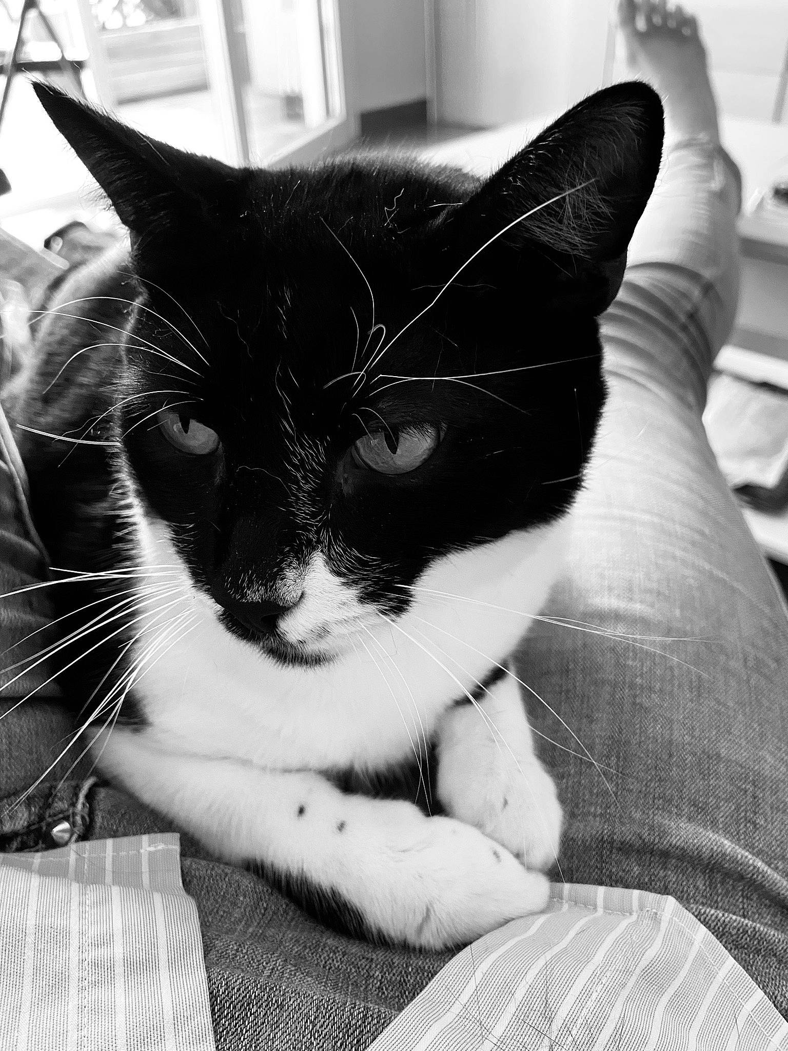 Moustache a rejoint le concours — aidez-le/la à gagner de superbes lots ! black, black_and_white, carnivore, cat, comfort, ear, eye, felidae, gesture, grey, iris, monochrome, monochrome_photography, small_to_medium_sized_cats, snout, style, textile, whiskers, white, window