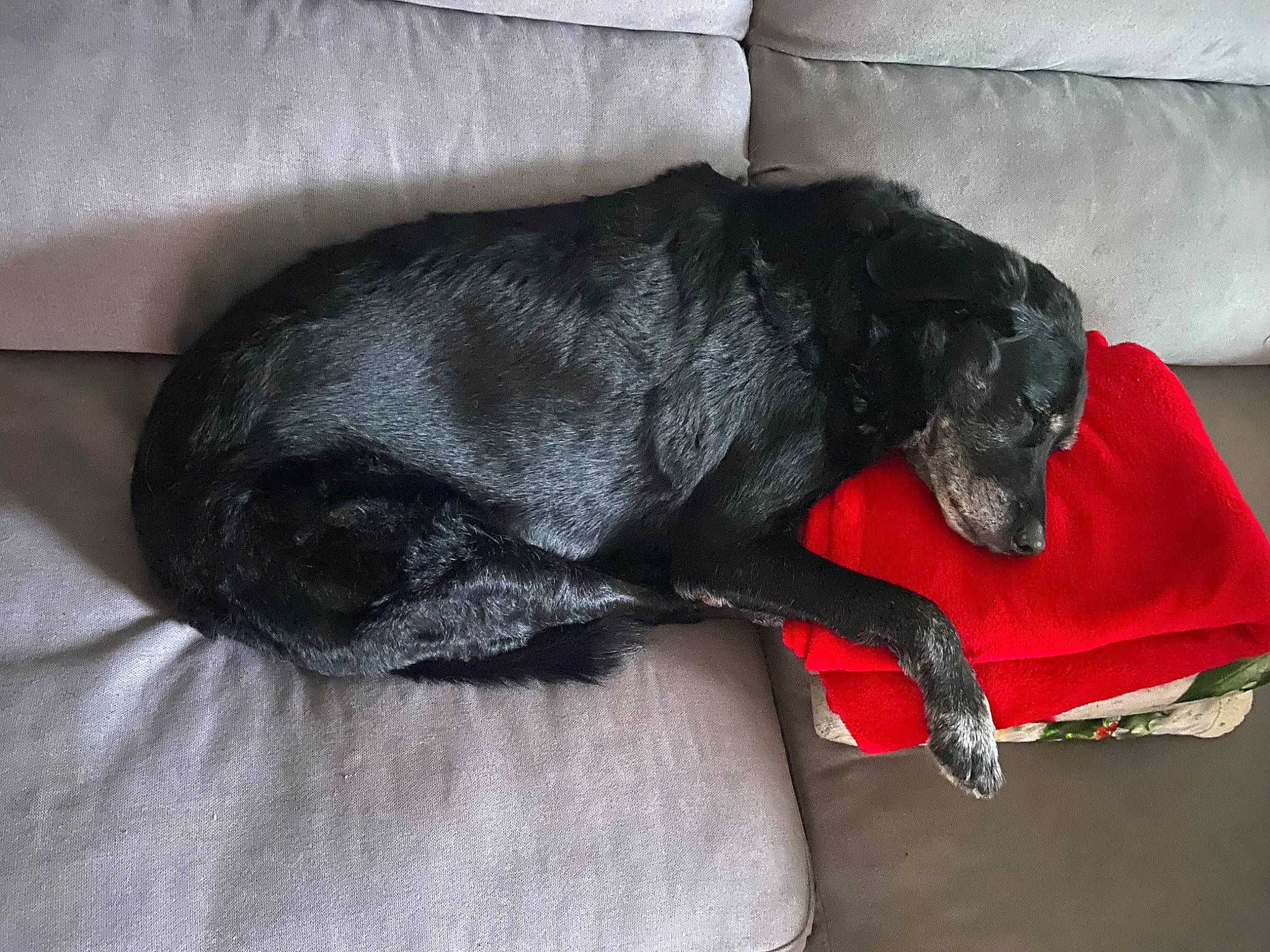 Gynji a rejoint le concours — aidez-le/la à gagner de superbes lots ! borador, canidae, carnivore, comfort, companion_dog, couch, dog, dog_breed, dog_supply, fur, grey, liver, nap, snout, sporting_group, studio_couch, tail, terrestrial_animal, whiskers, working_animal