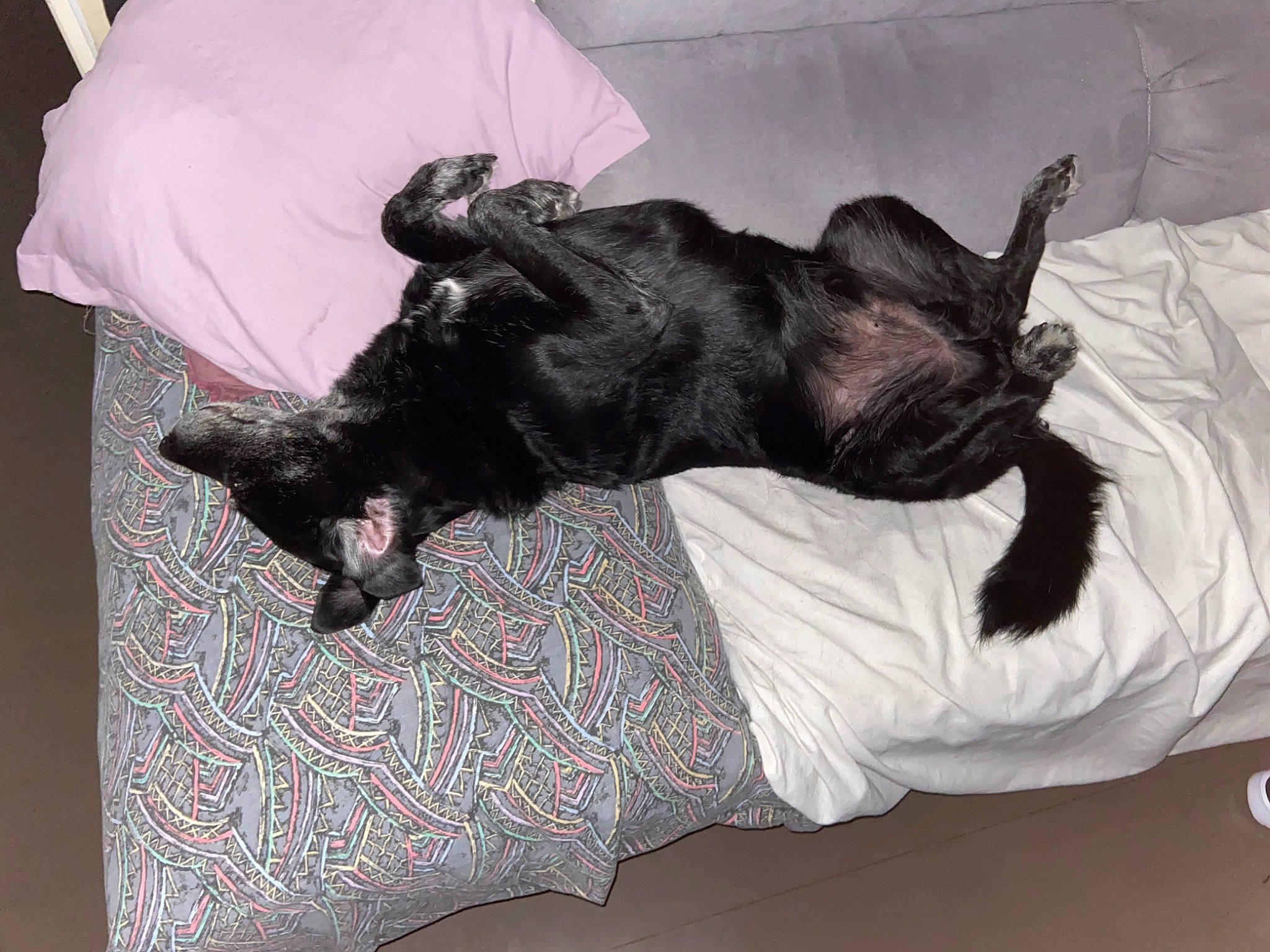 Gynji a rejoint le concours — aidez-le/la à gagner de superbes lots ! bed, black_cat, canidae, carnivore, claw, comfort, companion_dog, dog, dog_breed, felidae, flooring, fur, grey, liver, paw, small_to_medium_sized_cats, sporting_group, tail, whiskers, working_animal