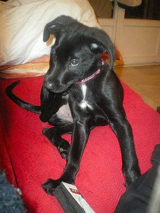 Gynji a rejoint le concours — aidez-le/la à gagner de superbes lots ! borador, canidae, carnivore, comfort, companion_dog, dog, dog_breed, dog_collar, fawn, flooring, fur, guard_dog, hardwood, non_sporting_group, sighthound, snout, sporting_group, tail, whiskers, working_animal