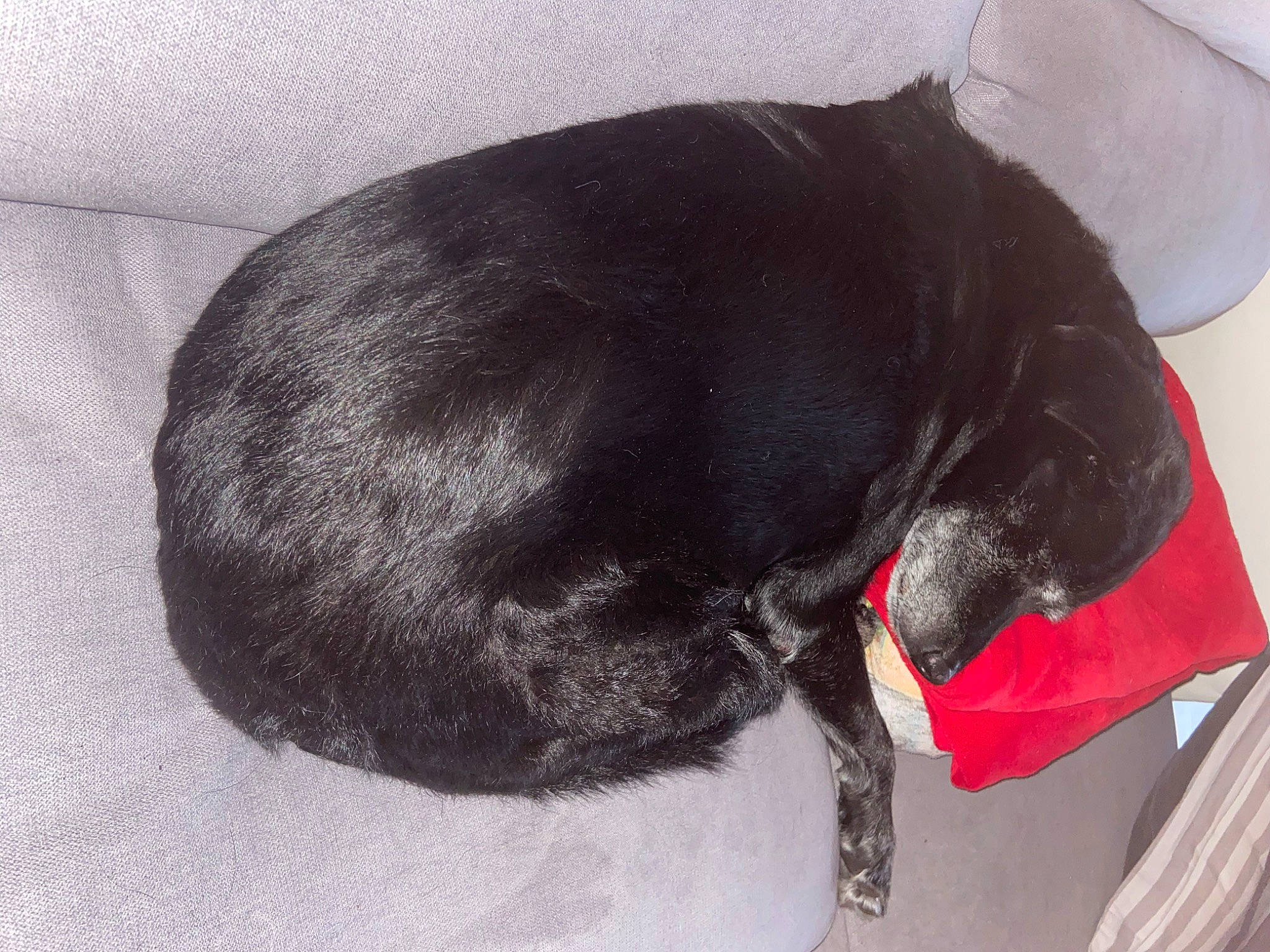 Gynji a rejoint le concours — aidez-le/la à gagner de superbes lots ! borador, canidae, carnivore, collar, comfort, companion_dog, dog, dog_breed, dog_supply, fashion_accessory, fur, liver, pet_supply, snout, sporting_group, tail, terrestrial_animal, vertebrate, whiskers, working_animal