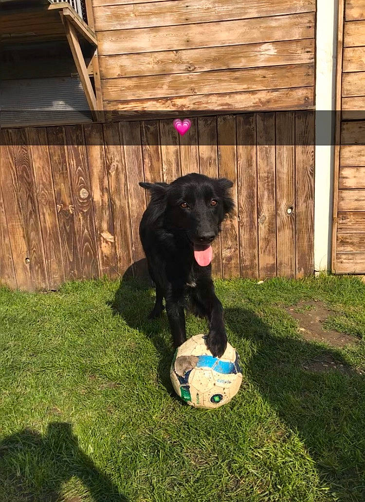 Ketty a rejoint le concours — aidez-le/la à gagner de superbes lots ! backyard, ball, borador, canidae, carnivore, dog, dog_breed, flat_coated_retriever, grass, guard_dog, labrador_retriever, mammal, retriever, sporting_group, vertebrate