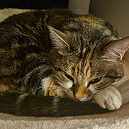 Kiwi participe au concours pour gagner de l'argent avec cette photo : animal, bed, cat, closeup, cozy, cute, domestic_cat, feline, fur, indoor, paw, pet, relaxed, resting, sleeping, soft, tabby, tail, warm, whiskers