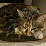 animal, bed, cat, closeup, cozy, cute, domestic_cat, feline, fur, indoor, paw, pet, relaxed, resting, sleeping, soft, tabby, tail, warm, whiskers