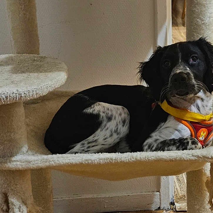Bella