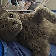 Samuel is registered to the contest to win money with this photo: cat, gray_cat, pet, animal, feline, relaxed, indoor, blue_fabric, paw, whiskers, fur, closeup, curious, lying_down, household_items, shelf, casual, cute, domestic_animal, resting