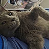 cat, gray_cat, pet, animal, feline, relaxed, indoor, blue_fabric, paw, whiskers, fur, closeup, curious, lying_down, household_items, shelf, casual, cute, domestic_animal, resting