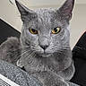 Samuel is registered to the contest to win money with this photo: cat, gray_cat, yellow_eyes, pet, animal, feline, close_up, indoor, fur, whiskers, ears, nose, paw, resting, looking, portrait, cute, domestic_animal, mammal, relaxed