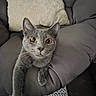 Samuel is registered to the contest to win money with this photo: cat, gray_cat, amber_eyes, cushion, chair, cozy, indoor, pet, feline, stretching, curious, whiskers, fur, relaxing, home, comfortable, closeup, animal, portrait, looking