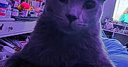 Samuel joined the competition — help win amazing prizes! cat, indoor, purple_tint, close_up, feline, curious, dressing_table, mirror, window_blinds, clutter, bed, paws, furniture, soft_lighting, room, household_items, reflection, pet, animal, portrait