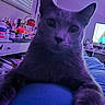 cat, indoor, purple_tint, close_up, feline, curious, dressing_table, mirror, window_blinds, clutter, bed, paws, furniture, soft_lighting, room, household_items, reflection, pet, animal, portrait