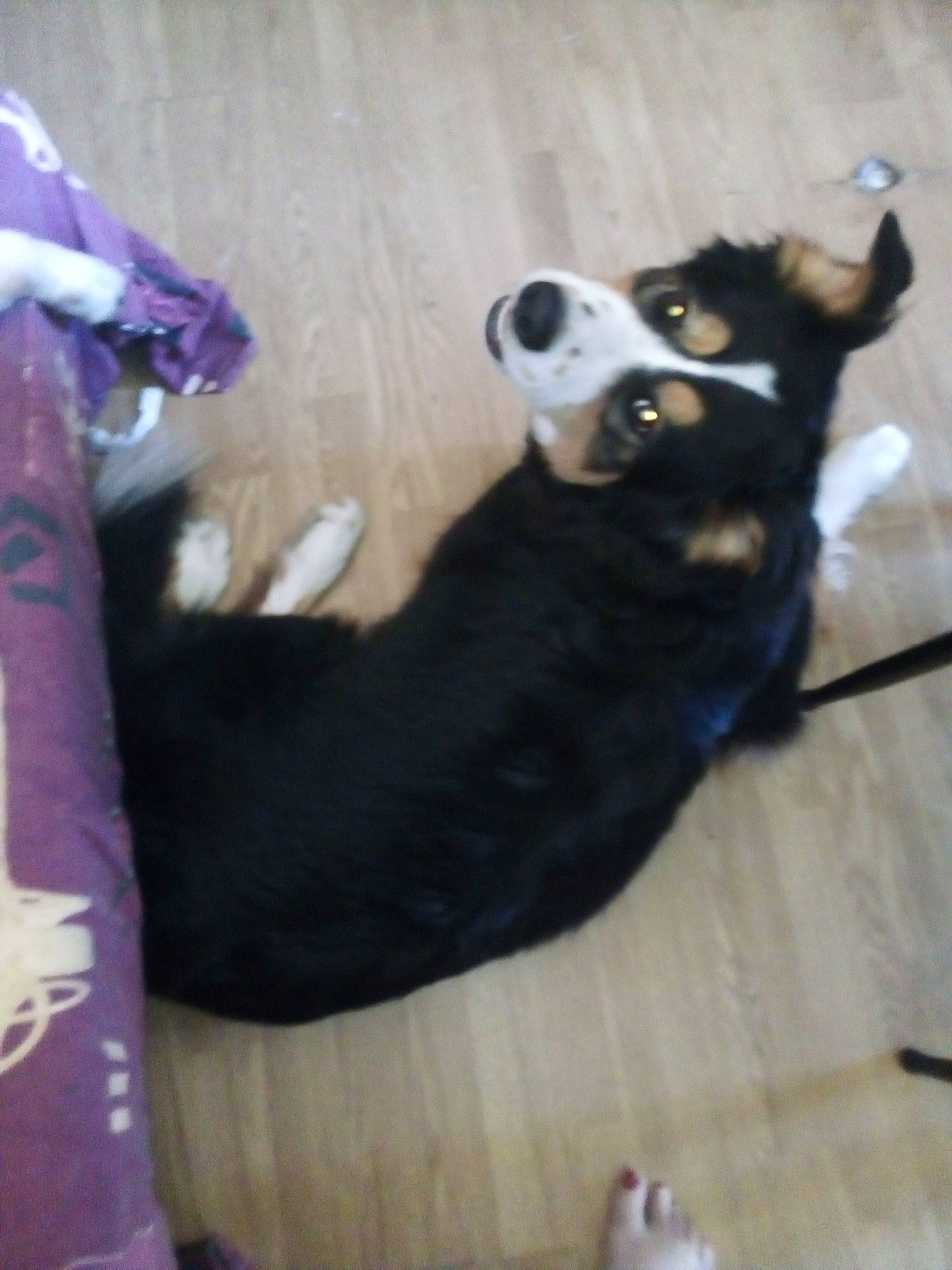 Orion participe au concours pour gagner de l'argent avec cette photo : canidae, carnivore, dog, dog_breed, non_sporting_group, tail