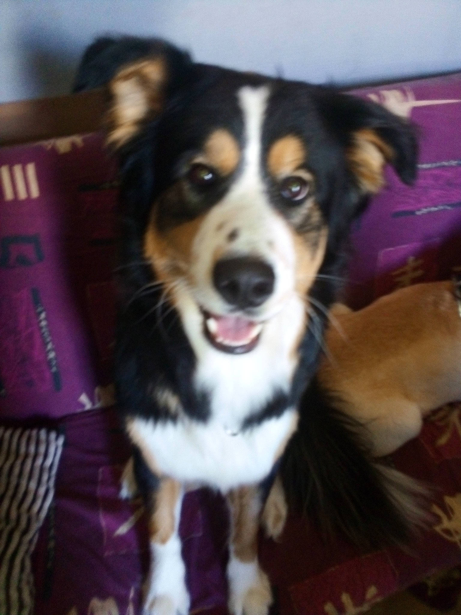 Orion participe au concours pour gagner de l'argent avec cette photo : australian_collie, australian_shepherd, border_collie, canidae, carnivore, companion_dog, dog, dog_breed, english_shepherd, herding_dog, mammal, puppy, rare_breed_dog, snout, sporting_group, vertebrate, welsh_sheepdog, whiskers, working_dog