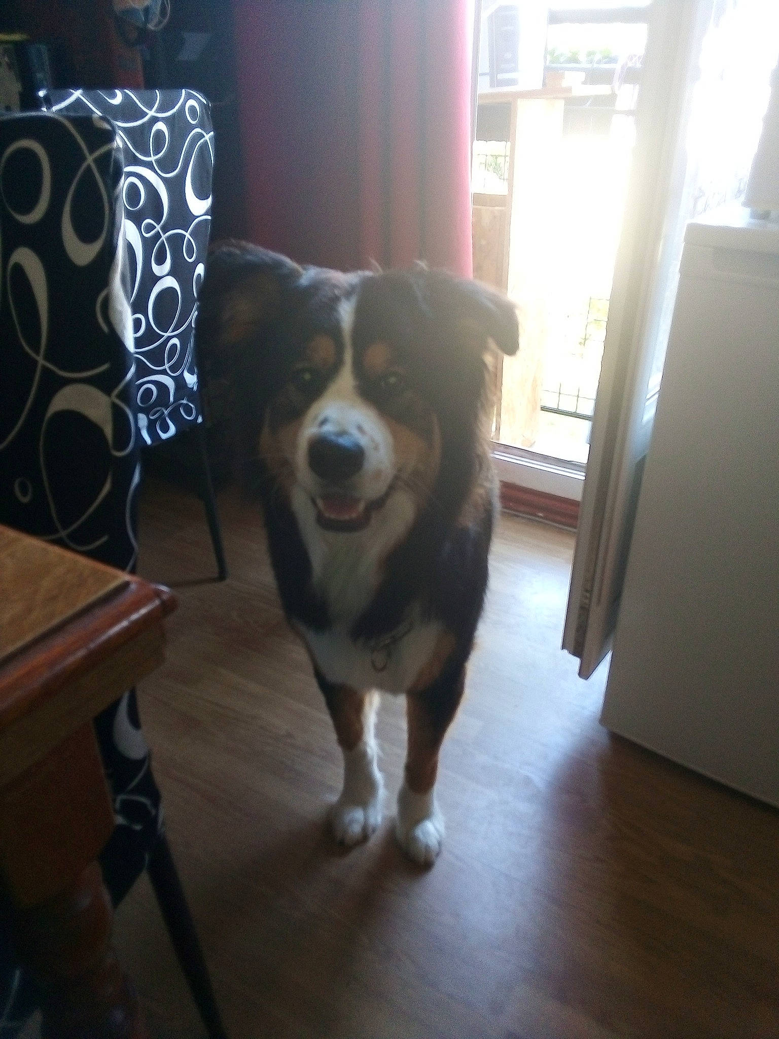 Orion a rejoint le concours — aidez-le/la à gagner de superbes lots ! australian_shepherd, border_collie, canidae, carnivore, companion_dog, dog, dog_breed, floor, herding_dog, mammal, vertebrate, working_dog