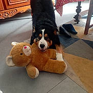 Orion participe au concours pour gagner de l'argent avec cette photo : dog, stuffed_toy, teddy_bear, indoor, floor, carpet, furniture, table, slippers, playful, pet, animal, wooden_cabinet, toy, black_and_brown_dog, living_room, home, cute, domestic_animal, playtime