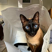 Ernest is registered to the contest to win money with this photo: animal, blue_eyes, cat, closeup, curious, cute, domestic_animal, ears, feline, fur, household, indoor, looking_at_camera, paper_bag, pet, playful, portrait, siamese_cat, sitting, whiskers