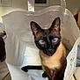 animal, blue_eyes, cat, closeup, curious, cute, domestic_animal, ears, feline, fur, household, indoor, looking_at_camera, paper_bag, pet, playful, portrait, siamese_cat, sitting, whiskers
